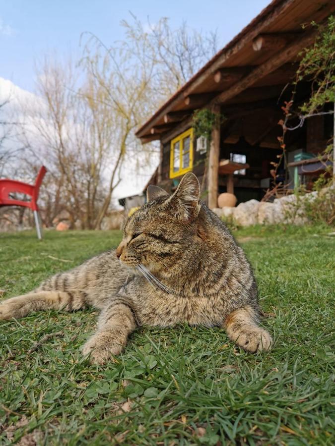 Chalet Belino Sokace Užice Buitenkant foto